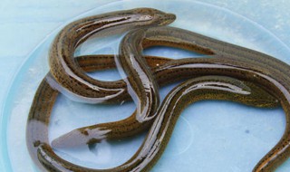 什么季节适合钓黄鳝 什么季节钓最好