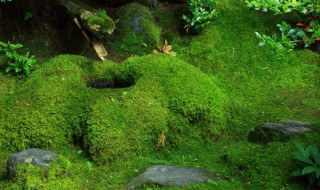 青苔怎么去除 去除青苔的方法