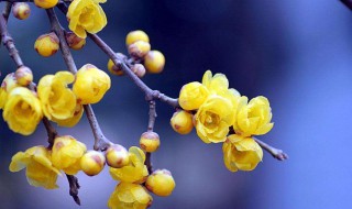 腊梅怎么养 腊梅的养殖方法