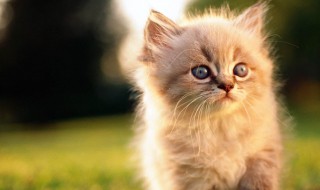 猫怎么托运 托运猫方法