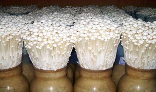 怎么种金针菇 种金针菇方法