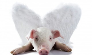 猪腰怎么切 切的技巧有什么