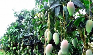 泡制芒果方法 泡制芒果方法是什么呢