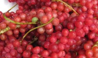 鲜五味子怎么保存 储存五味子的步骤