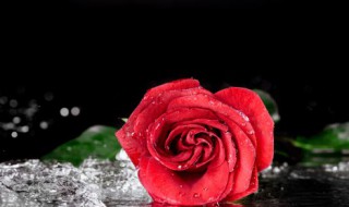 送的玫瑰花束怎么保存 保管花束的妙招