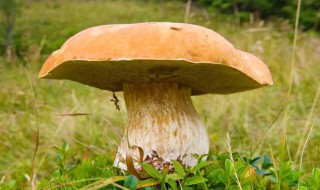 快速采蘑菇的方法 怎么快速采蘑菇
