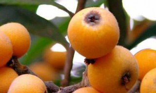 新鲜枇杷怎么长久保存 应该如何存放新鲜枇杷