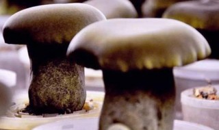 新鲜牛肝菌怎么保存 新鲜牛肝菌的保存方法