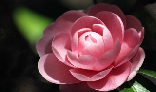 鲜花怎么保存时间长点 保存鲜花方法