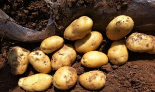新鲜土豆怎么保存 新鲜土豆保存方法