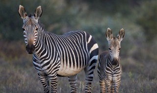 斑马线和斑马有什么关系 斑马线为什么叫做斑马线