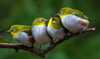 绿桂皮饲养方法 绿桂皮的简单饲养方法