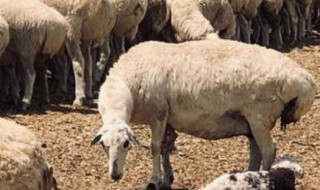 羊有尾巴吗 羊有没有尾巴