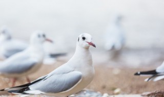 鸽子代表的象征意义是什么 鸽子代表象征的意义