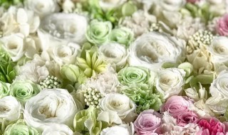 永生花是什么 永生花解释