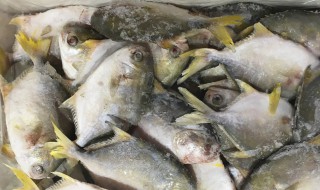 冷冻鲳鱼怎么清洗干净 怎么清洗干净冷冻鲳鱼