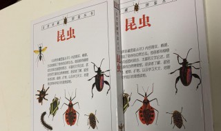 草蛉虫咬人吗 草蛉虫会不会咬人