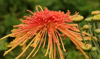 菊花的形状色彩香味是什么 菊花的形状色彩香味介绍
