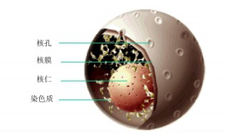 核膜的作用是什么 核膜的作用介绍