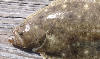 大地鱼是什么 什么是大地鱼