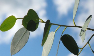 柠檬桉叶油是什么 柠檬桉叶油是什么东西