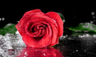 黄玫瑰和白玫瑰的花语是什么 黄玫瑰和白玫瑰的花语有哪些