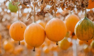 瓜蒌是什么 何谓瓜蒌