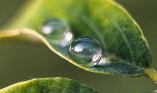 雨珠露珠泪珠的体裁是什么 雨珠露珠泪珠的体裁是啥