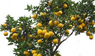 香橼是什么 什么是香橼