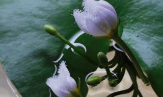 一叶莲寓意是什么 一叶莲什么寓意