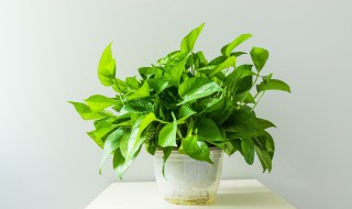 绿萝剪下来怎么水培 绿萝剪下来水培的方法