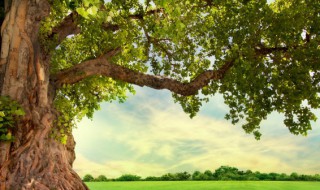 树栖的意思 什么是树栖