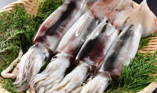 墨鱼怎么保鲜最好 如何保存墨鱼