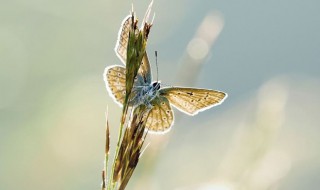唯有蜻蜓蛱蝶飞的意思 唯有蜻蜓蛱蝶飞的含义