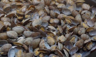 花蛤怎么保存一晚上 花蛤如何保存