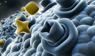 动物细胞与植物细胞的相同点和区别分别是什么 动物细胞与植物细胞的同异