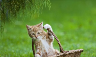 生物进化的实质是什么 生物进化的实质