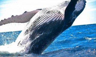 鲸鱼怎么清洗才干净 鲸鱼身上藤壶怎么清理