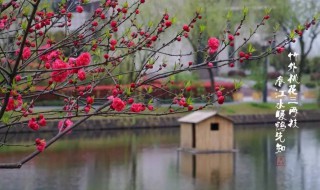 竹外桃花三两枝春江水暖鸭先知诗句的意思 竹外桃花三两枝春江水暖鸭先知的含义