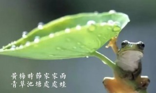 黄梅时节家家雨下一句是什么 黄梅时节家家雨的下一句