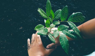 前人栽树后人乘凉的意思是什么 前人栽树后人乘凉是什么意思