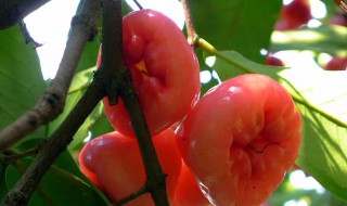 浦桃果能吃吗 浦桃果是否能吃