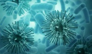 细菌的特点是什么 细菌的特点介绍