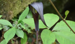 灯台莲的功效与作用 关于灯台莲的功效介绍