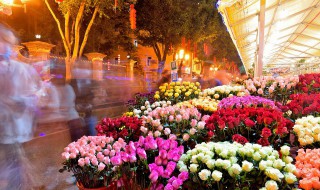 温室里的花朵是什么意思 温室里的花朵的含义