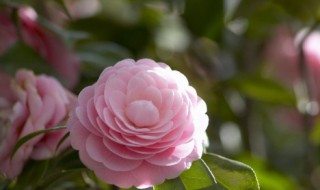 为什么总说花的基数 花的基数是什么