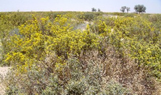 沙冬青的功效与作用 沙冬青的功效与作用介绍
