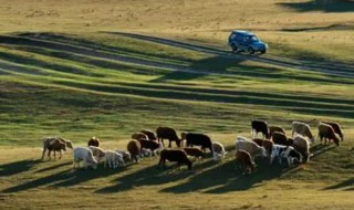 牧牛是什么意思 牧牛简单介绍