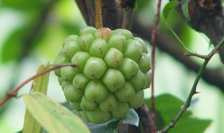 五味子怎样保鲜时间长 如何保存五味子
