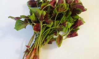 血皮菜怎样保鲜 血皮菜如何保鲜